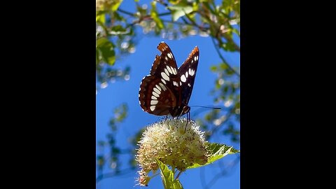 Beautiful Butterfly 🦋🦋🌼