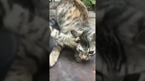 Bad Cat | Funny Cat
