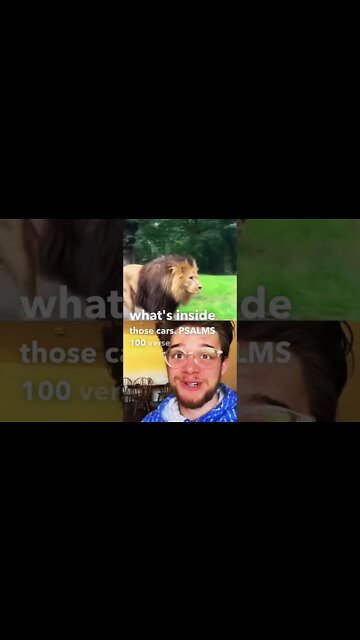 LION WALKS BY CARS 😬