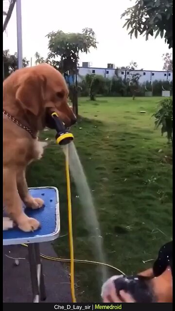 dog washes hair