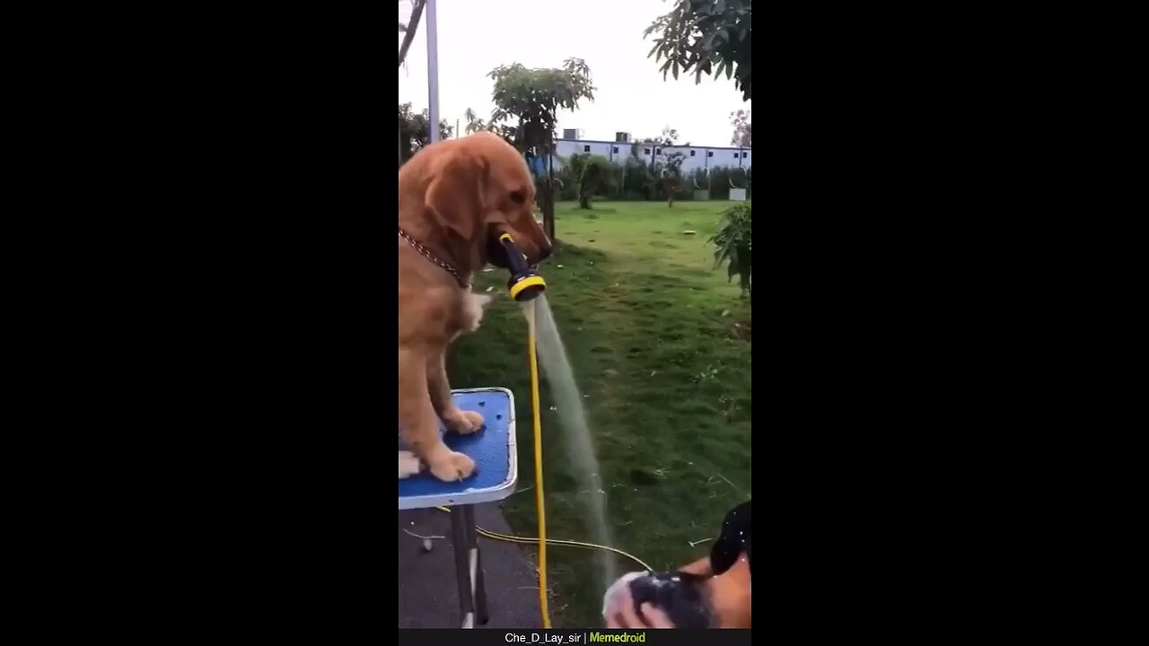 dog washes hair
