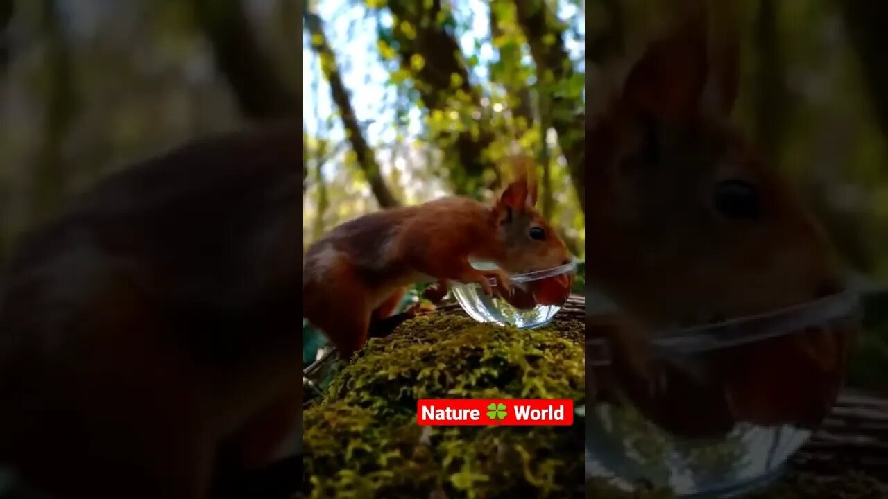 कितनी प्यारी गिलहरी है😘What a Cute Squirrel