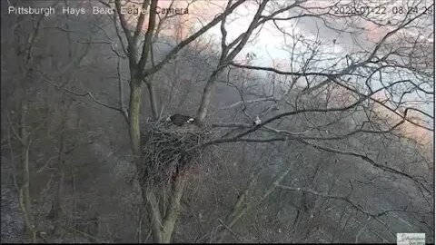 Hays Eagles Nest Dad breaking a branch and bringing it in 1.22.20