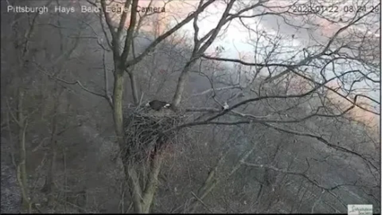 Hays Eagles Nest Dad breaking a branch and bringing it in 1.22.20