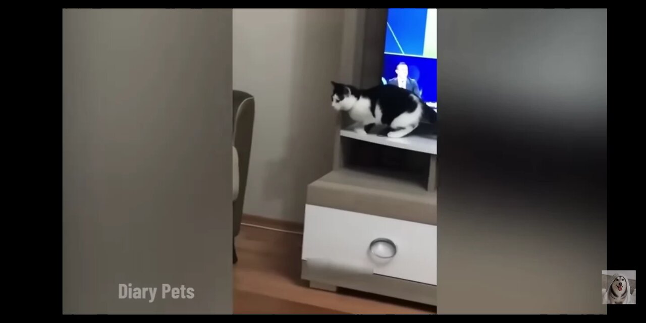 Funniest animal reaction🤣😂 Dogs and cats funny videos🤣😂