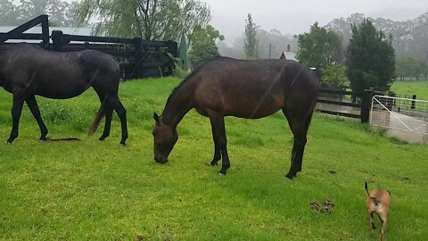 Horses saved from drowning. Tuppy appears to have string halt