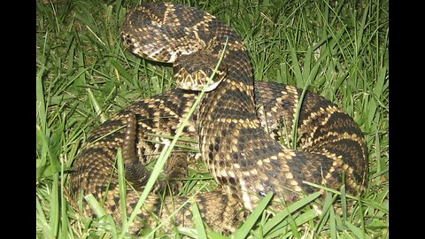 Dangerous snakes in the Amazon jungle😯