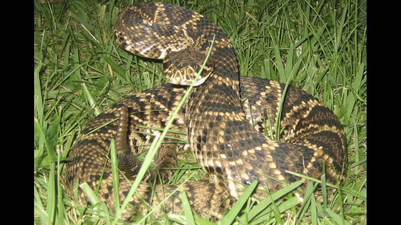 Dangerous snakes in the Amazon jungle😯