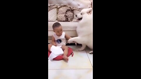 cute dog funny video