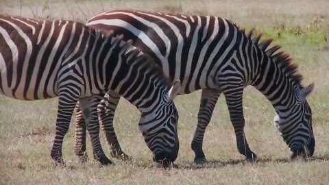 Two zebras graze in a field in Africa