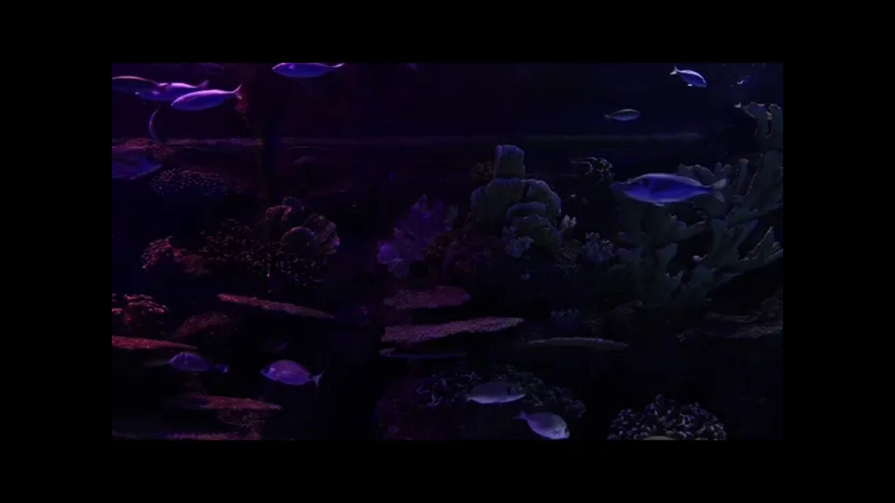 Fishy Fish Tank, Dark and Dim with Bubbling Water Fountain Sounds.