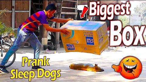 Biggest Box vs Prank Sleep Dogs Very Funny With Dark Reaction - Box Update Bigger Try Not To Laugh