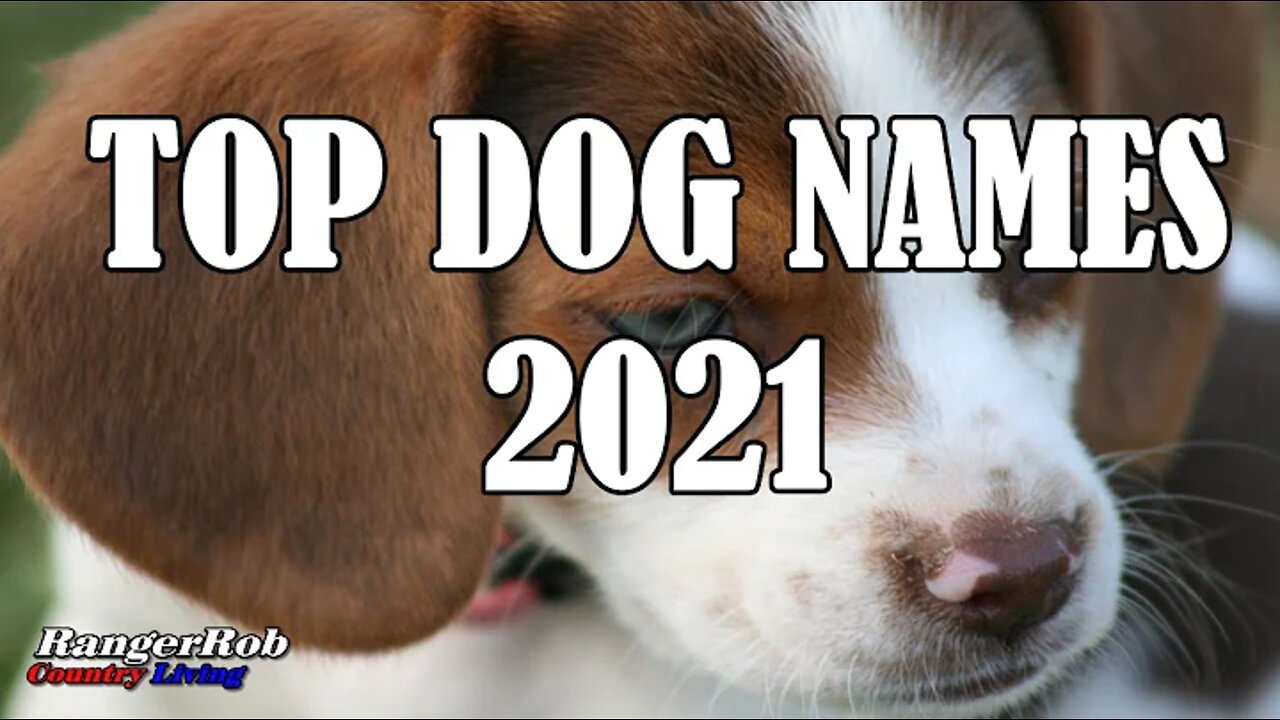 Top Most Popular Dog Names For 2021