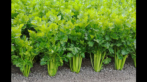 Super Fresh Celery From Outdoor Grow #agriculture #amazing