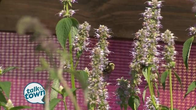 Attracting Pollinators to Your Yard