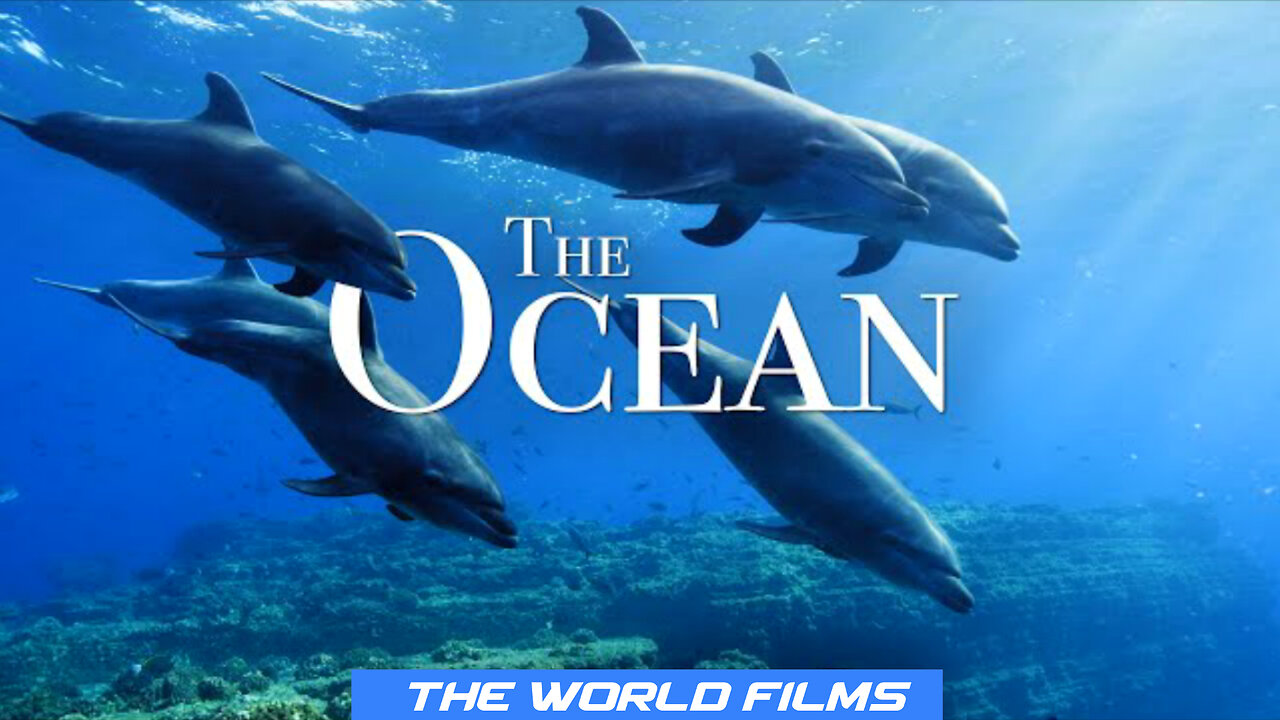 The Ocean Animals How They lives!