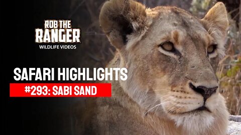 Safari Highlights #293: 18 - 21 Sep 2014 | Sabi Sand Nature Reserve | Latest Wildlife Sightings