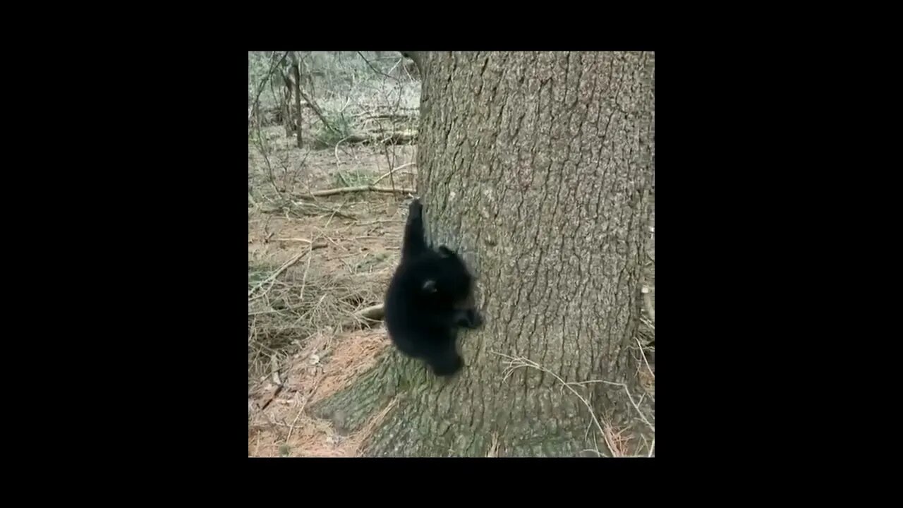 Mommy isn't far away. #Baby Bear Cub