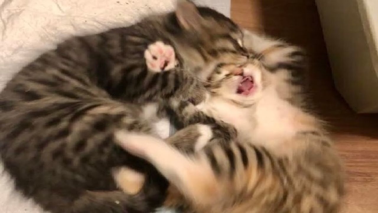 Funny animals - Funny cats dogs - Funny animal videos