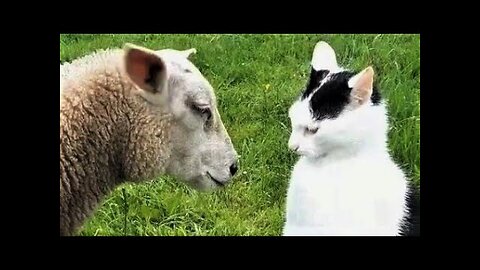 Funny animals - Funny cats dogs - Funny animal videos