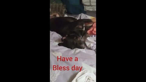 My sweet Max