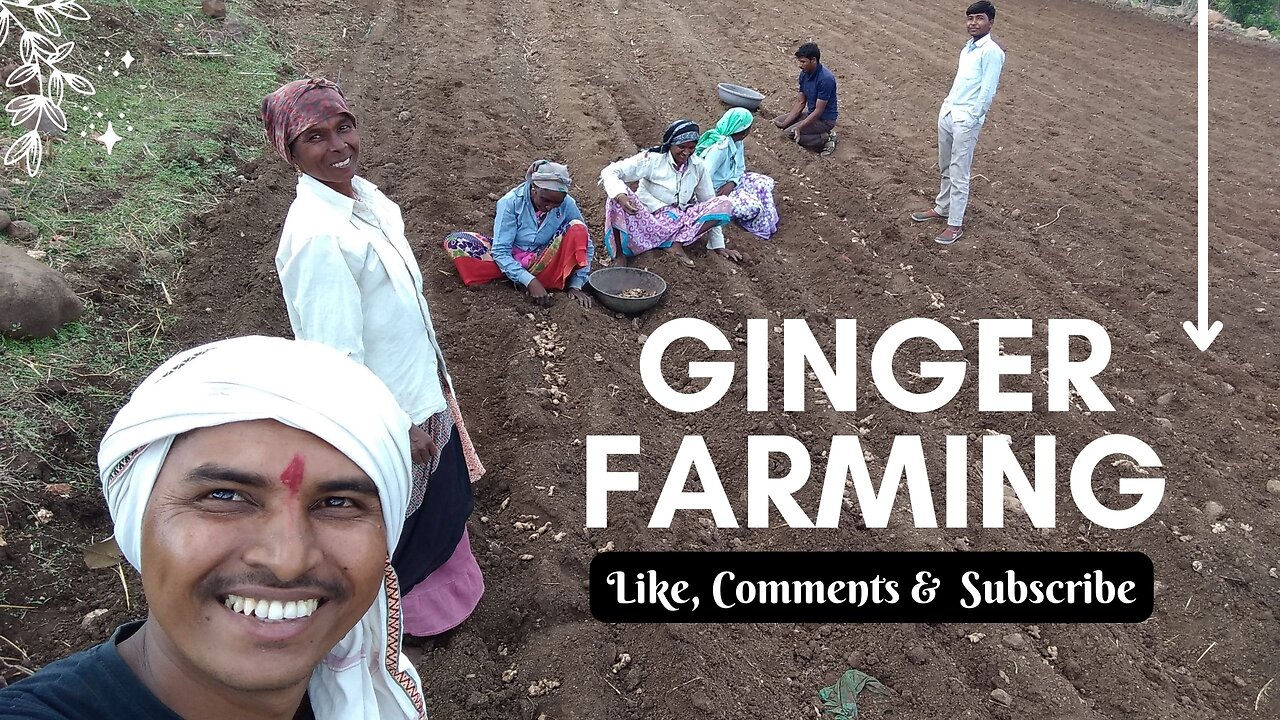 Indian Farming I Ginger Farming by Ravindra Salve
