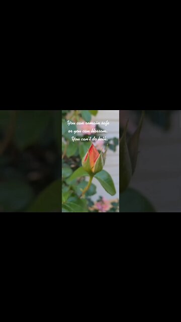 Remain Safe or Bloom