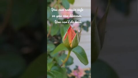 Remain Safe or Bloom