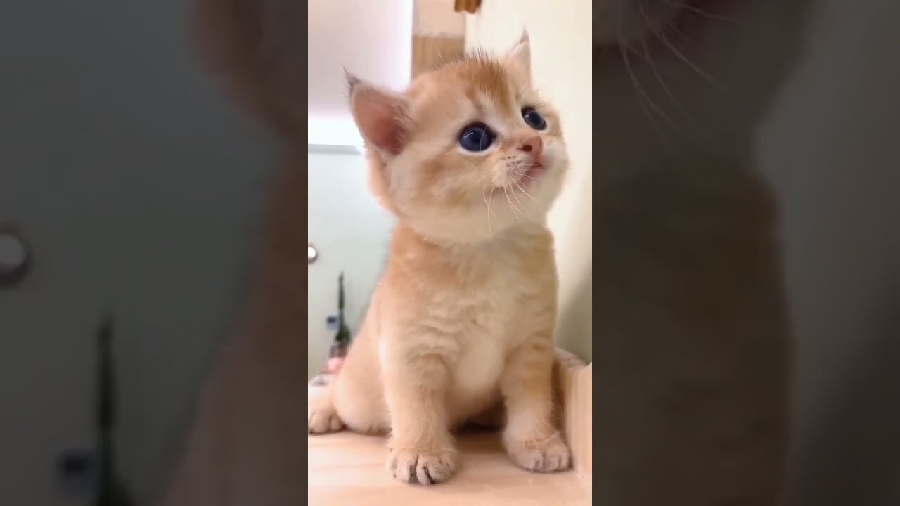 Cat moving'🥲/cat sound /🌻🥰cute cat video🤣