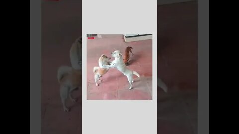 A claver Dog 🐕😄