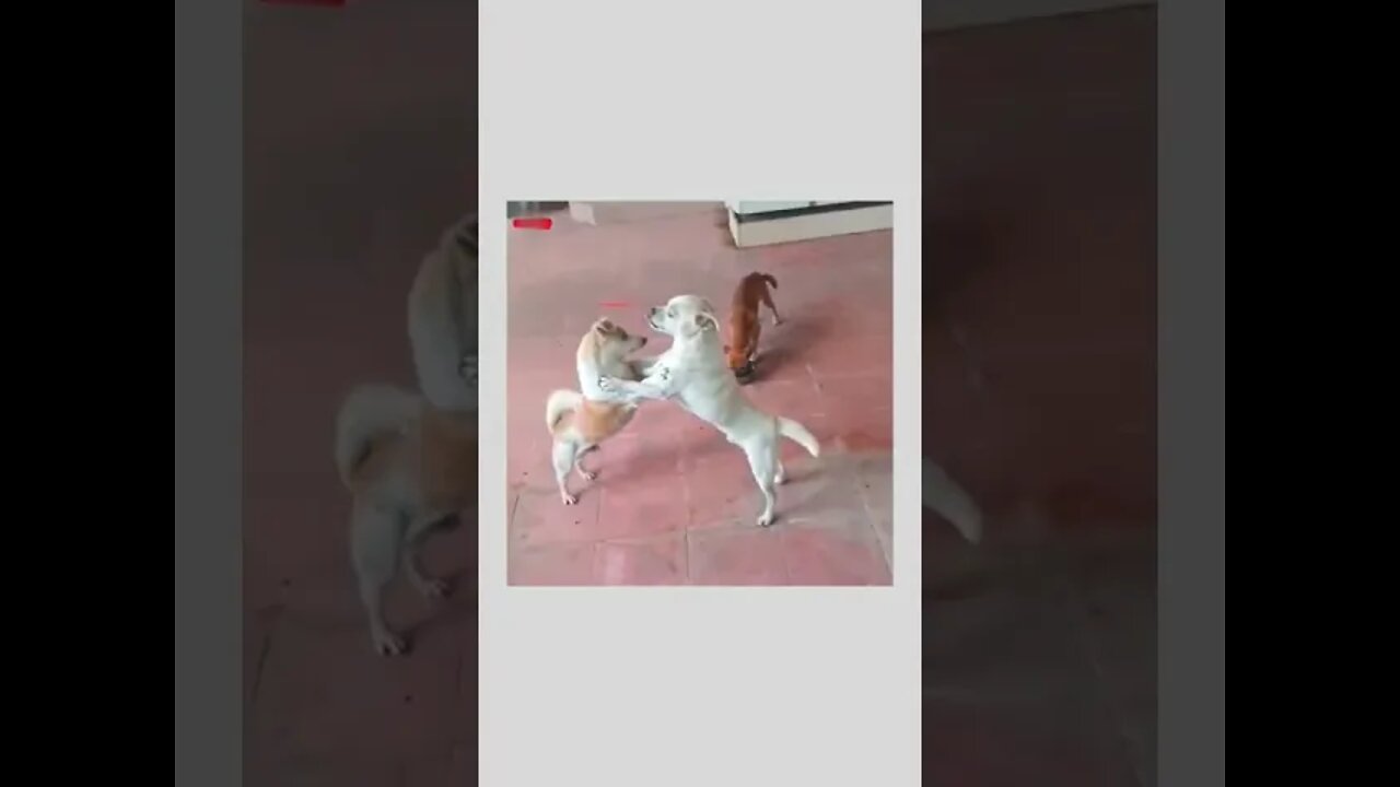 A claver Dog 🐕😄