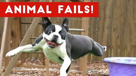 Funny Animals Fails Compilation