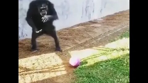 Watch this Monkey really kick the hell out of that ball