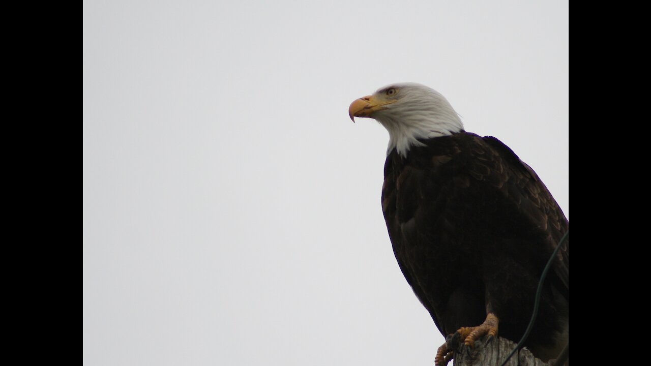 BALD EAGLE ON WHIDBEY ISLAND