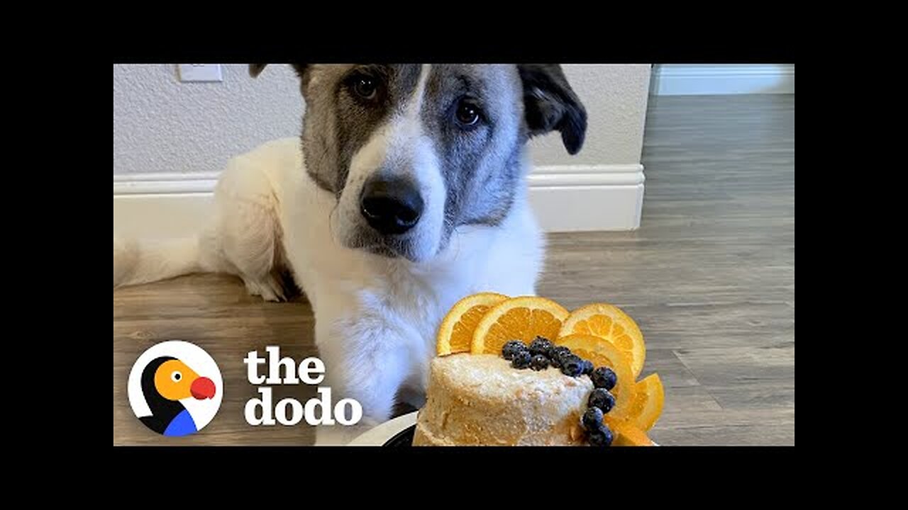 Rescue Dog Gets The Most Gorgeous Adoptaversary Cake -