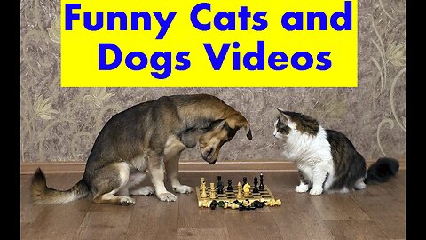 Funniest Animals 2023. Funny Cats and Dogs Videos.