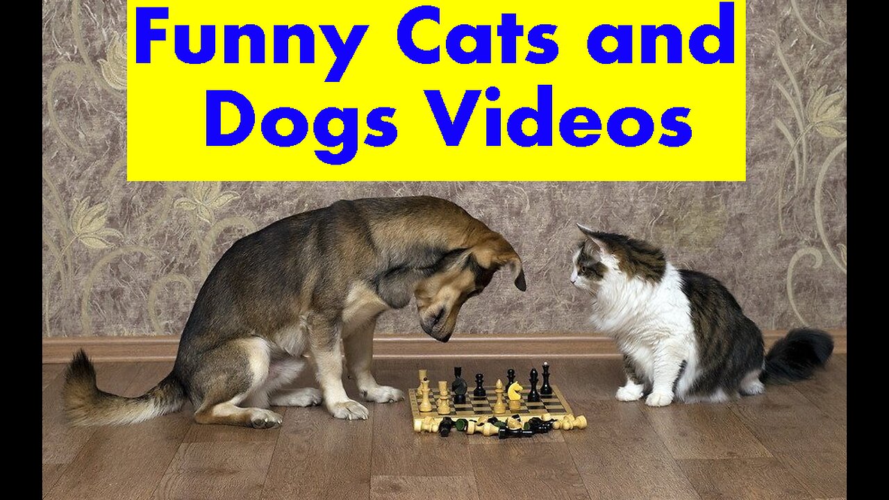 Funniest Animals 2023. Funny Cats and Dogs Videos.