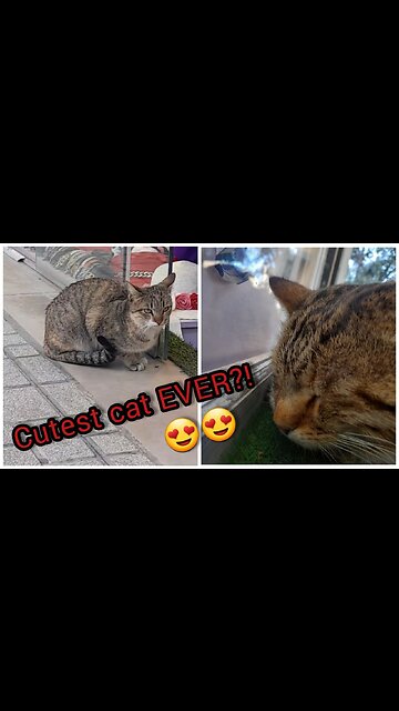 Cutest cat EVER?!