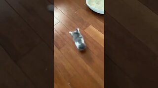 FUNNY CUTE KITTEN - Tiktok Compiled #Shorts