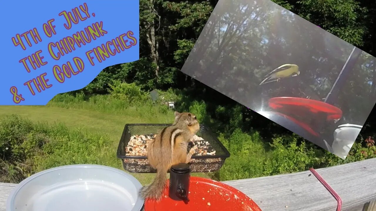 The 4th - The Chipmunk and the Gold Finches