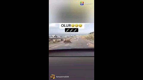 funny animals