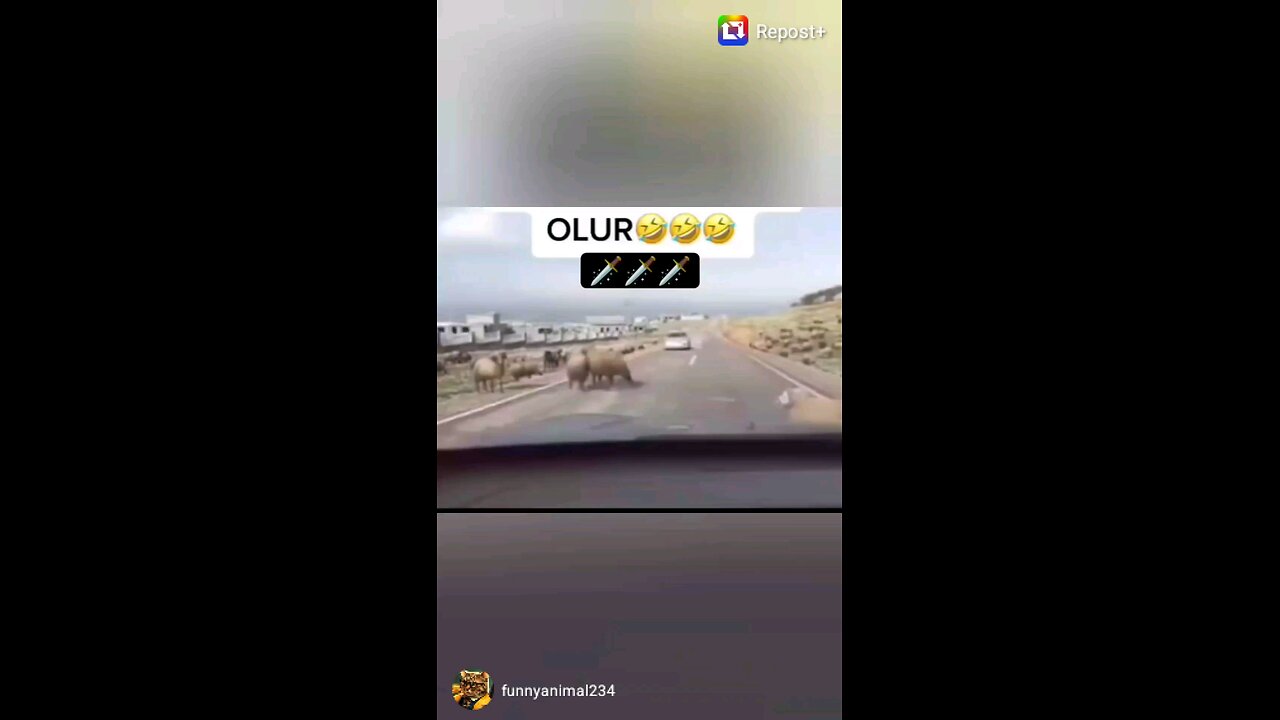 funny animals
