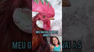 Meu Galo não vai Votar! Direita e Esquerda são do TEATRO DAS TESOURAS