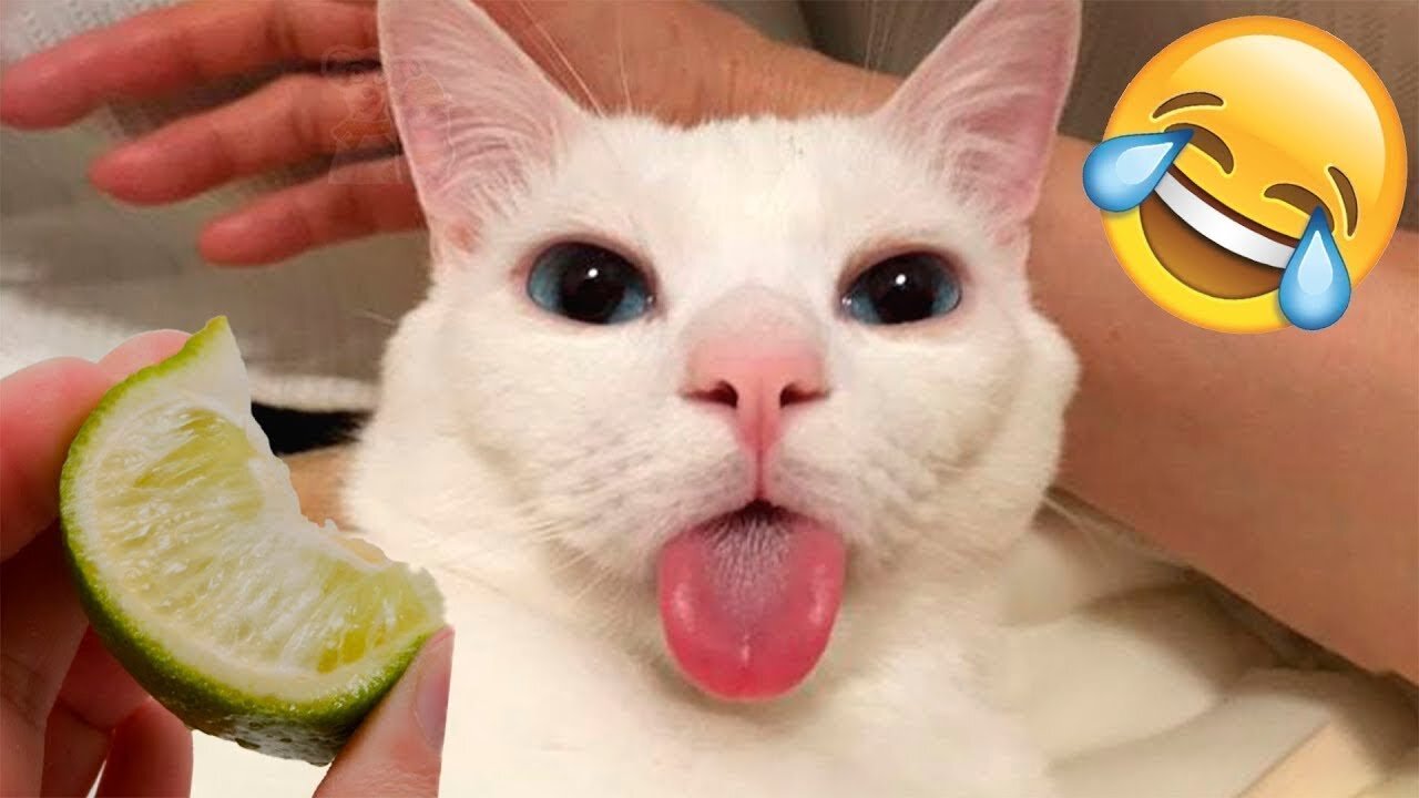 Most Satisfying Funny Cat Video