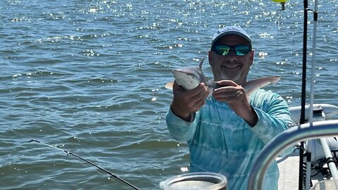 Chesapeake Bay Short Trip . Nothing but Sharkkkkks