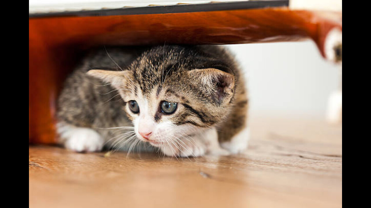 How To Deactivate a Cat or Kitten