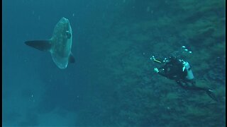 Mola Mola are one of the most bizarre looking fish in the ocean