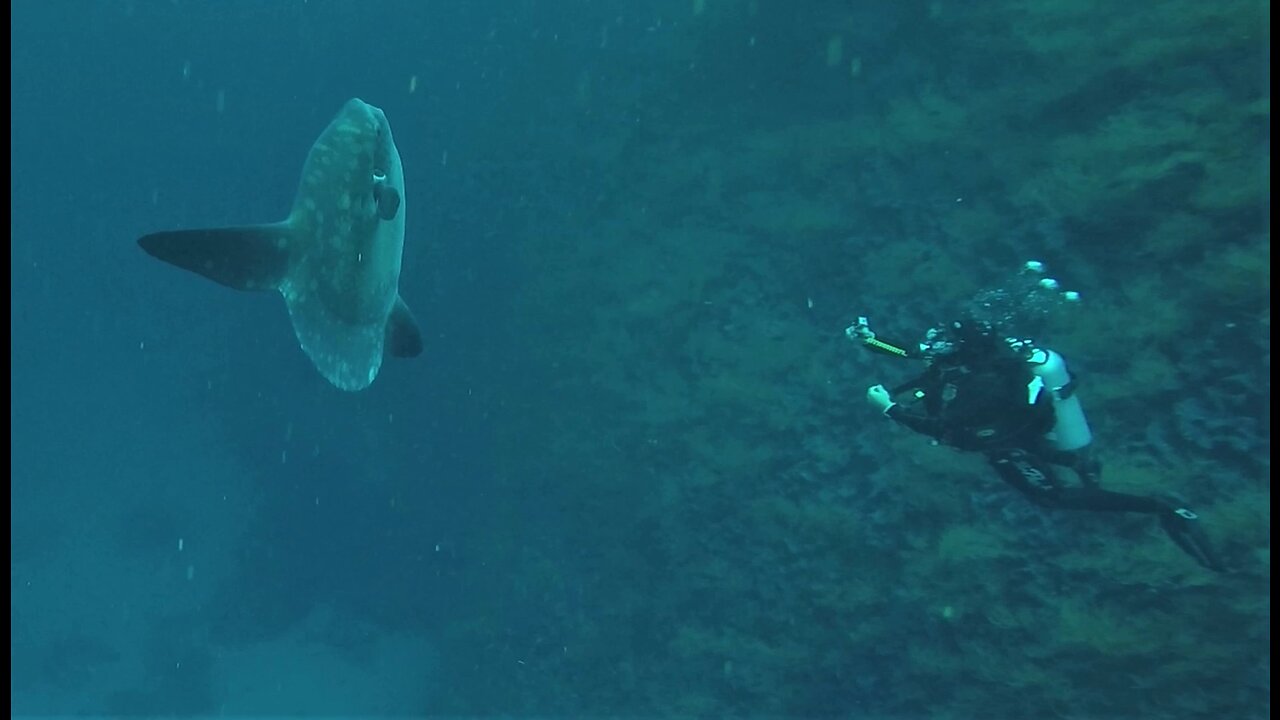 Mola Mola are one of the most bizarre looking fish in the ocean