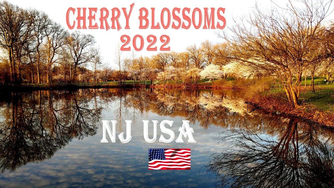 Cherry Blossoms 2022 New Jersey