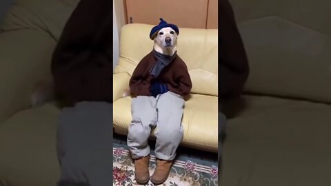 outfit canina #shorts